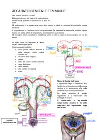 Apparato Genitale maschile e femminile - Anatomia Animale, Chiocchetti