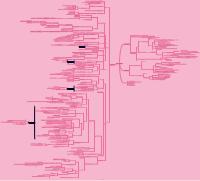 TESSUTO CONNETTIVO completo - tessuti propriamente detti e specializzati nello specifico