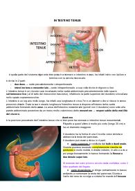 ANATOMIA DI INTESTINO TENUE E INTESTINO CRASSO