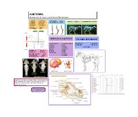 Mappe di anatomia animale
