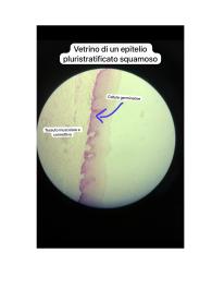 Immagini di vetrini di epiteli di rivestimento