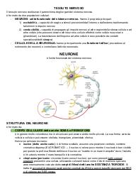 ISTOLOGIA DEL TESSUTO NERVOSO