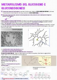 Appunti GLUCONEOGENESI metabolismo del glucosio
