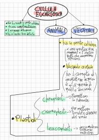 La cellula eucariote