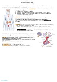 Sistema endocrino