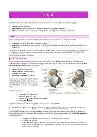 Anatomia strutturale arto inferiore