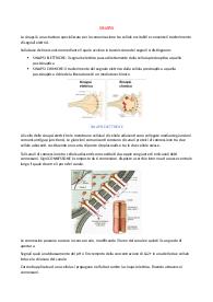 Sinapsi fisiologia