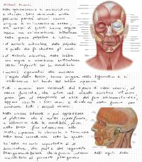 anatomia umana sistema muscolare