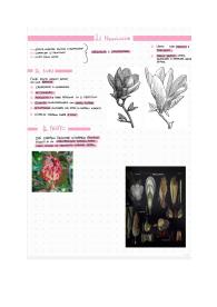 Famiglie botaniche