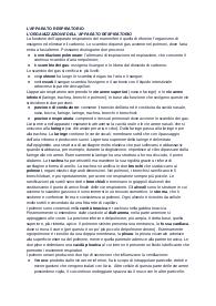 L'APPARTO RESPIRATORIO