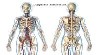 presentazione sull’apparato scheletrico