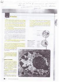 Biologia - Il Nucleo