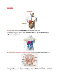 Appunti di anatomia sul fegato e sul pancreas