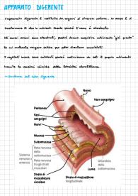 Apparato Digerente (Liceo)