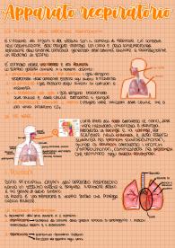 Apparato respiratorio arancione