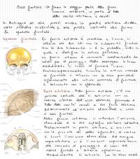 anatomia umana sistema scheletrico