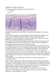 Appunti di anatomia sul tessuto cartilagineo