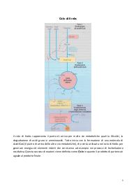 Punti chiave su Biochimica parte VII (ciclo di Krebs)