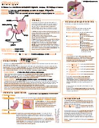 Schema digerente - Stomaco